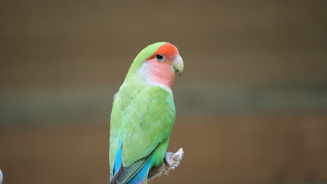 Grüner-Lovebird-Vogel-Mit-Rosigem-Gesicht-Thront