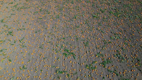 Beautiful-unharvested-Pumpkin-field,-thousands-of-pumpkins---Aerial