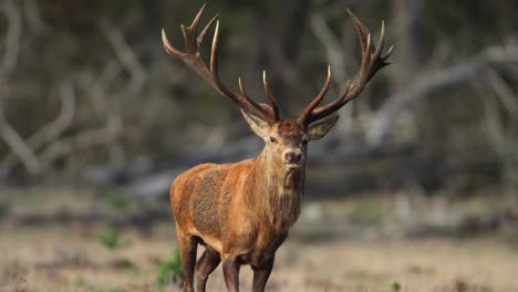 Male-red-deer-with-large-set-of-antlers-gallops-in-slow-motion-at-golden-hour-in-forest