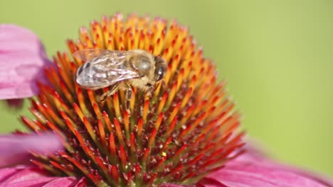 Eine-Nahaufnahme-Einer-Honigbiene,-Die-Pollen-Von-Einem-Orangefarbenen-Sonnenhut-Sammelt