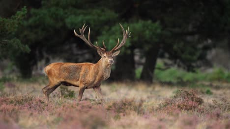 Large-old-red-deer-with-shaggy-bright-coat-approaches-does-grazing-in-Veluwe-grassland,-slow-motion