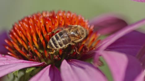 Macro-view-Of-A-honey-Bee-collecting-Nectar-On-orange-Coneflower-in-sunlight-during-daytime