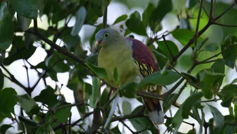 Close-up-of-a-Thick-billed-Green-Pigeon-Treron-curvirostra-resting-on-a-tiny-twig-of-a-tree-inside-Kaeng-Krachan-National-Park-in-Phetchaburi-province-in-Thailand