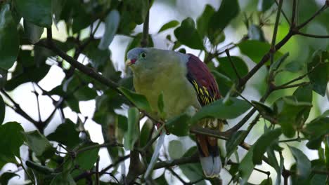 Extending-its-neck-and-flapping-its-tail,-a-Thick-billed-Green-Pigeon-Treron-curvirostra-is-balancing-itself-on-a-tiny-branch-on-top-of-a-tree-inside-Kaeng-Krachan-National-Park-in-Thailand