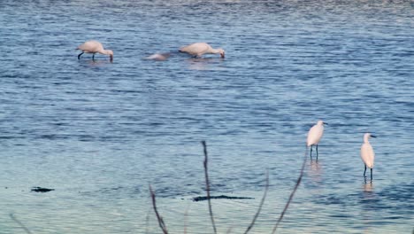 Seagull,-Egret,-Heron,-Fishing-In-Shallow-Water-Of-Pond,-Lake