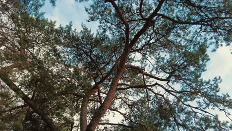 looking-up-to-tree-top-branches-of-pine-tree
