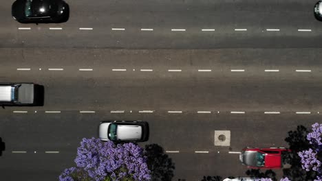 Aerial-overhead-View-of-Buenos-Aires-Avenue:-Jacaranda-Blossoms-Amidst-Urban-Traffic-on-a-Sunny-Day