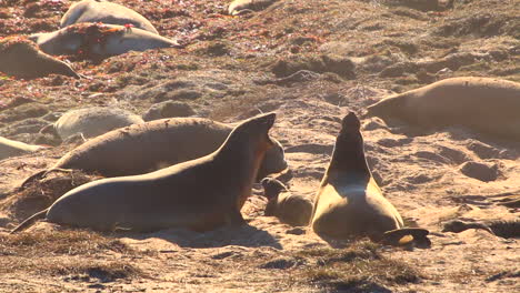 Elephant-Seals-Engage-in-Playful-Mid-Shot-Sand-Throwing