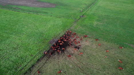 Cool-tilting-aerial-of-livestock-pasture-on-California-coastline