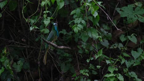 Looking-around-its-surroundings,-a-Blue-bearded-Bee-eater-Nyctyornis-athertoni-is-perched-on-a-tiny-branch-inside-Kaeng-Krachan-National-Park-in-Petchaburi-province-in-Thailand