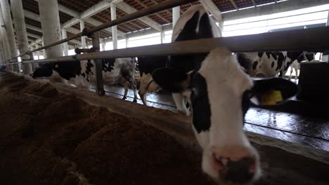 Viehbestand,-Gesundes-Vieh,-Das-Auf-Einem-Mit-Stroh-Bedeckten-Stall-In-Einer-Milchfarm-Weidet,-Frischwarenindustrie