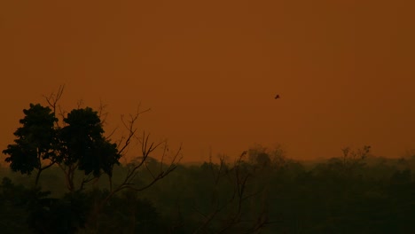 Silhouetted-Bird-Gliding-Above-Rainforest-Of-Amazon-Against-Sunset-Sky
