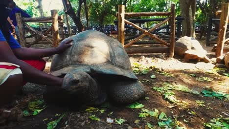 Riesenschildkrötenreservat-In-Sansibar