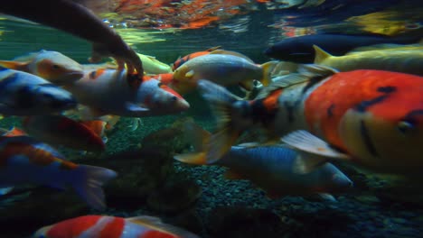 Koi-carp-were-selected-from-carp-common-for-centuries-in-Japan-and-China,-inside-the-paris-aquarium,-Paris,-France