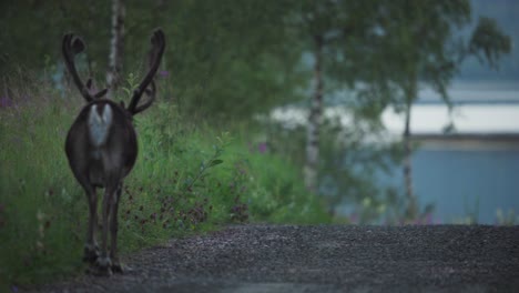 Deer-Strolling-on-a-Rustic-Road,-Vangsvik,-Norway---Close-Up