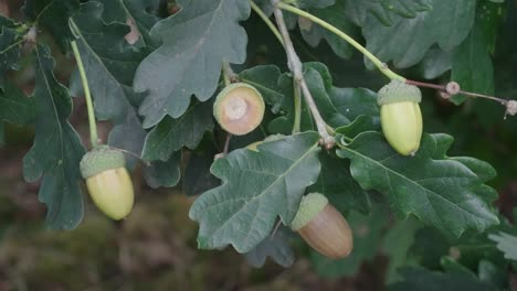 Acorns-starting-to-fall-from-trees-in-October