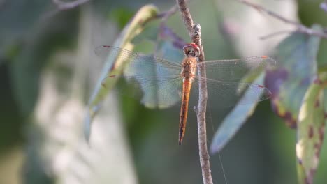 Dragonfly-waiting-for-hunt---food-