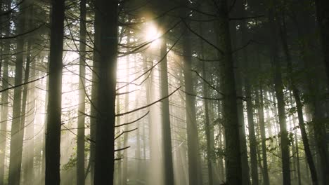 Foggy-morning-in-the-forest-with-sunrise-peaking-through-the-trees-with-lens-flares