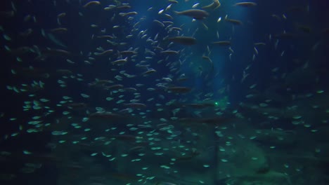 Fishes-and-zebra-shark-in-huge-aquarium-tank-in-paris,-Paris-aquarium,-France
