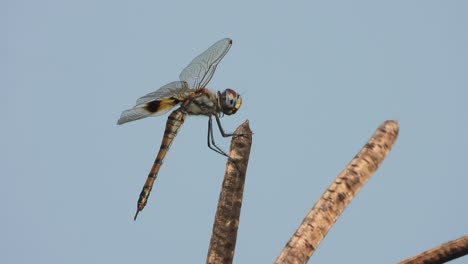 Dragonfly-relaxing-on-bush---food---seeds-