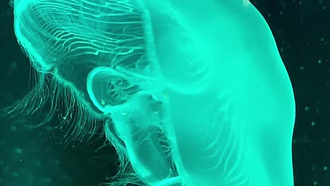 Aquarienquallen:-Leuchtend-Schwimmt-In-Farbenfroher-Beleuchtung
