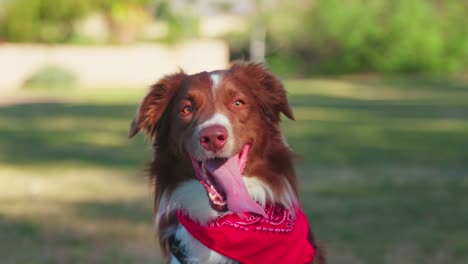 Cute-curious-Australian-Shepherd-with-red-scarf-sits-in-Dog-park-on-a-sunny-day