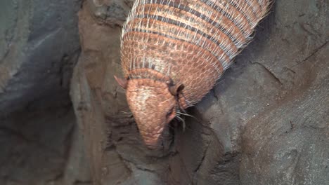Dasypodidae-is-a-family-of-mostly-extinct-genera-of-armadillos