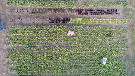Two-farmers-working-in-field-near-greenhouse-4k