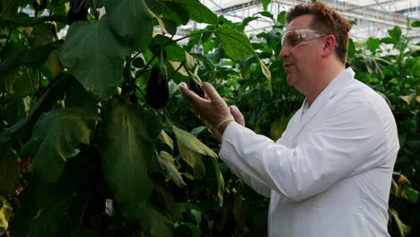 Male-scientist-examining-aubergine-in-greenhouse-4k