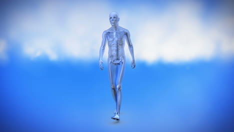 Human-skeletal-system-walking-in-a-circle-