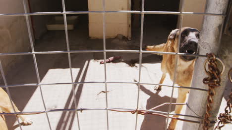 Verlassener-Hund-In-Einem-Tierheim-Eingesperrt
