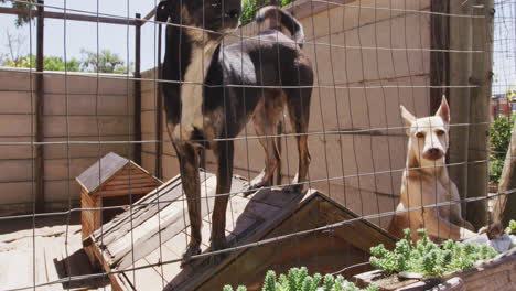 Verlassener-Hund-In-Einem-Tierheim-Eingesperrt