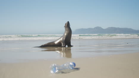 Seal-on-the-beach-on-sunny-day