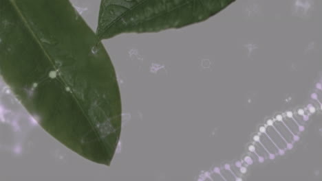 Animation-Eines-DNA-Strangs,-Der-Sich-über-Blätter-Dreht