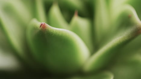 Micro-video-of-close-up-of-green-cactus-plant-with-copy-space