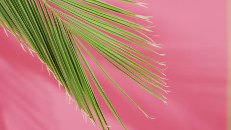 Green-palm-leaf-and-shadow-on-pink-background-with-copy-space