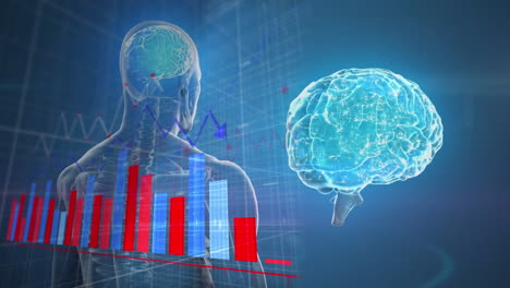 Animation-Der-Statistischen-Datenverarbeitung-über-Dem-Menschlichen-Körpermodell-Und-Gehirndrehung-Auf-Blauem-Hintergrund