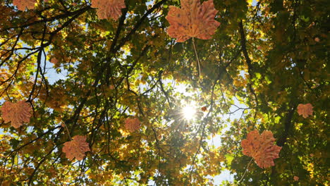 Animation-Von-Herbstblättern,-Die-Vor-Dem-Hintergrund-Der-Durch-Die-Bäume-Scheinenden-Sonne-Fallen