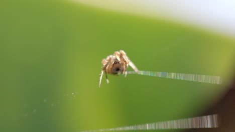 Close-up-of-backlit-spider's-web-with-spider-on-sunny-day,-slow-motion