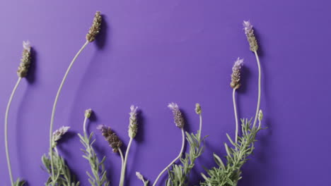 Video-of-lavender-flowers-and-leaves-with-copy-space-on-purple-background