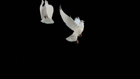 Doves-flying-on-black-background