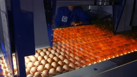 Eier-Bewegen-Sich-Auf-Der-Produktionslinie