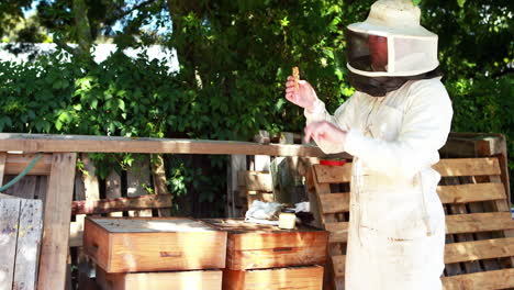 Beekeeper-examining-the-honeycomb