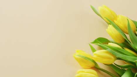 Video-Von-Gelben-Tulpen-Mit-Kopierraum-Auf-Gelbem-Hintergrund