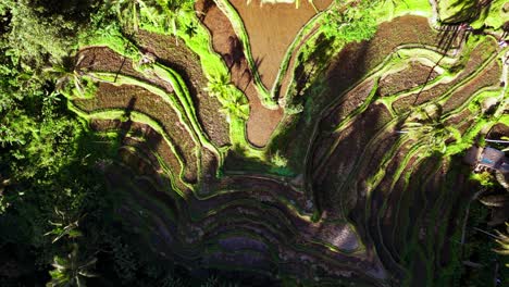 A-top-down-aerial-perspective-captured-by-drone-as-it-soars-gracefully-over-the-Tegalalang-rice-terraces-in-Bali