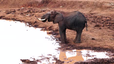 Big-African-Elephant-Drinking-Muddy-Water-On-The-Waterhole-At-Aberdare-National-Park-In-Kenya