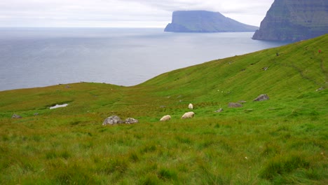 Sheep-running-downhill-on-Faroe-Islands-lush-green-mountain-meadow,-4K