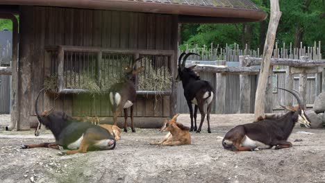 Sable-antelope-flock-eating-hay-and-relaxing-in-the-sun-inside-zoo---Blurred-out-green-grass-moving-gently-in-close-foreground