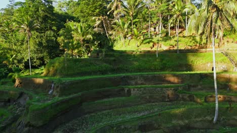 A-drone-ascending-gracefully,-flying-toward-the-lush-rice-terraces-in-Tegalalang,-Bali