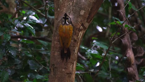 Foraging-for-food-from-a-small-hole-of-a-trunk,-a-Common-Flameback-Dinopium-javanese-is-hanging-by-the-side-of-a-tree-inside-Kaeng-Krachan-National-Park-in-Phetchaburi-province-in-Thailand
